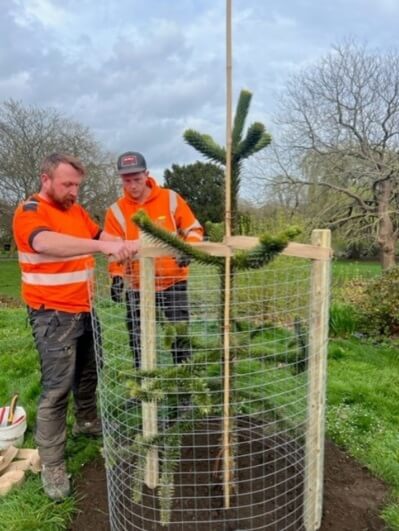 Workers with Monkey Puzzle Tree